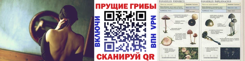 Галлюциногенные грибы Psilocybine cubensis  Нестеровская 